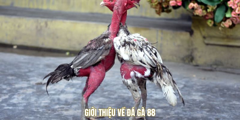 gioi-thieu-da-ga-88