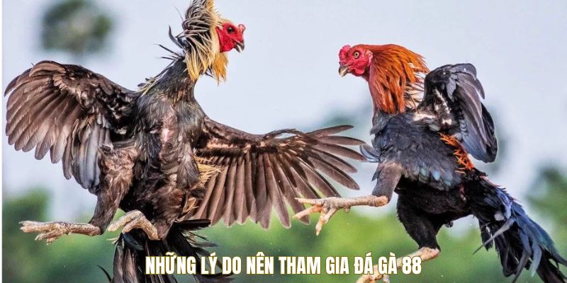 nhung-ly-do-nen-tham-gia-da-ga-88