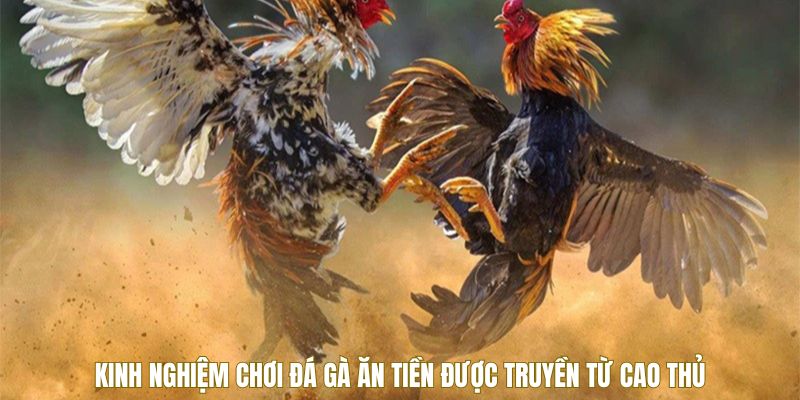 kinh-nghiem-cuoc-da-ga-an-tien